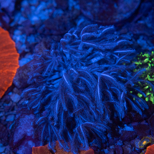 Pulsing Xenia
