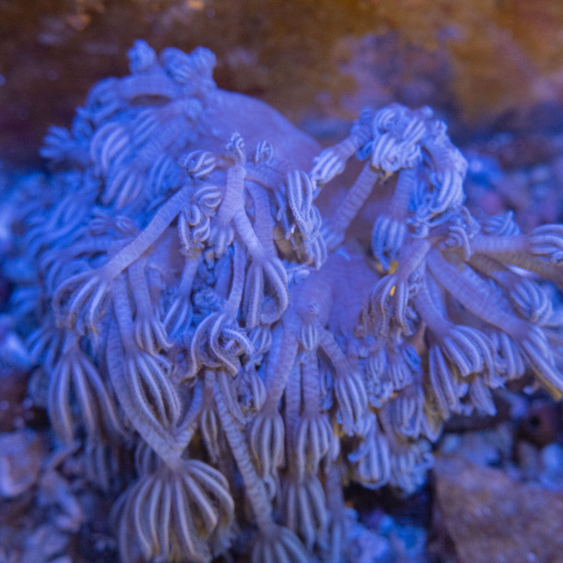 Big Pulsing xeina WYSIWYG live coral for sale at AquaGemCorals