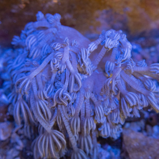 Big Pulsing xeina WYSIWYG live coral for sale at AquaGemCorals
