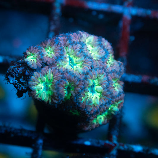 Purple Blasto Metretits