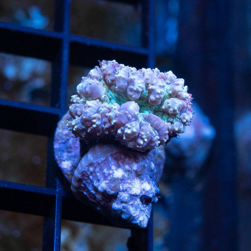 Purple Blastomussa Wellsi - AquaGemCorals