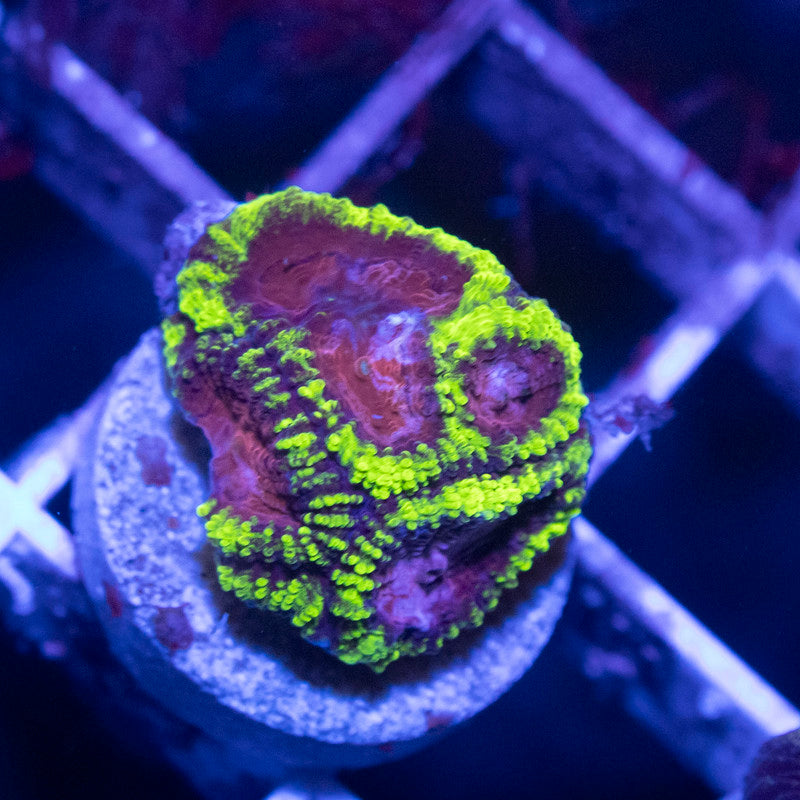 Purple Heart Dipsastraea - AquaGemCorals