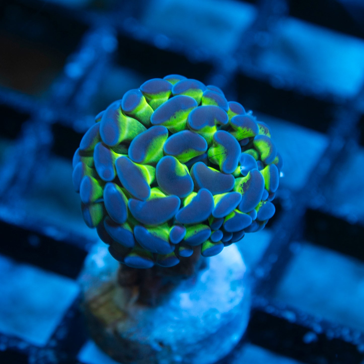 Purple Tip Aussie Hammer live coral for saltwater reef aquarium
