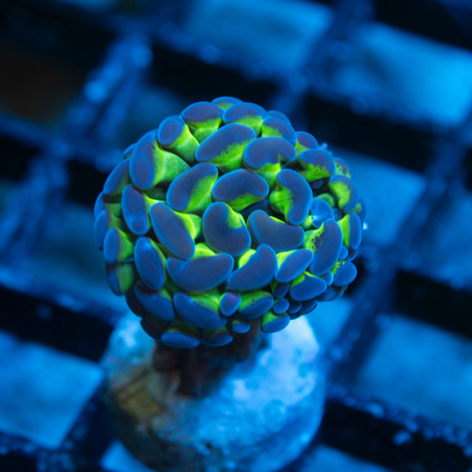 Purple Tip Aussie Hammer live coral for saltwater reef aquarium
