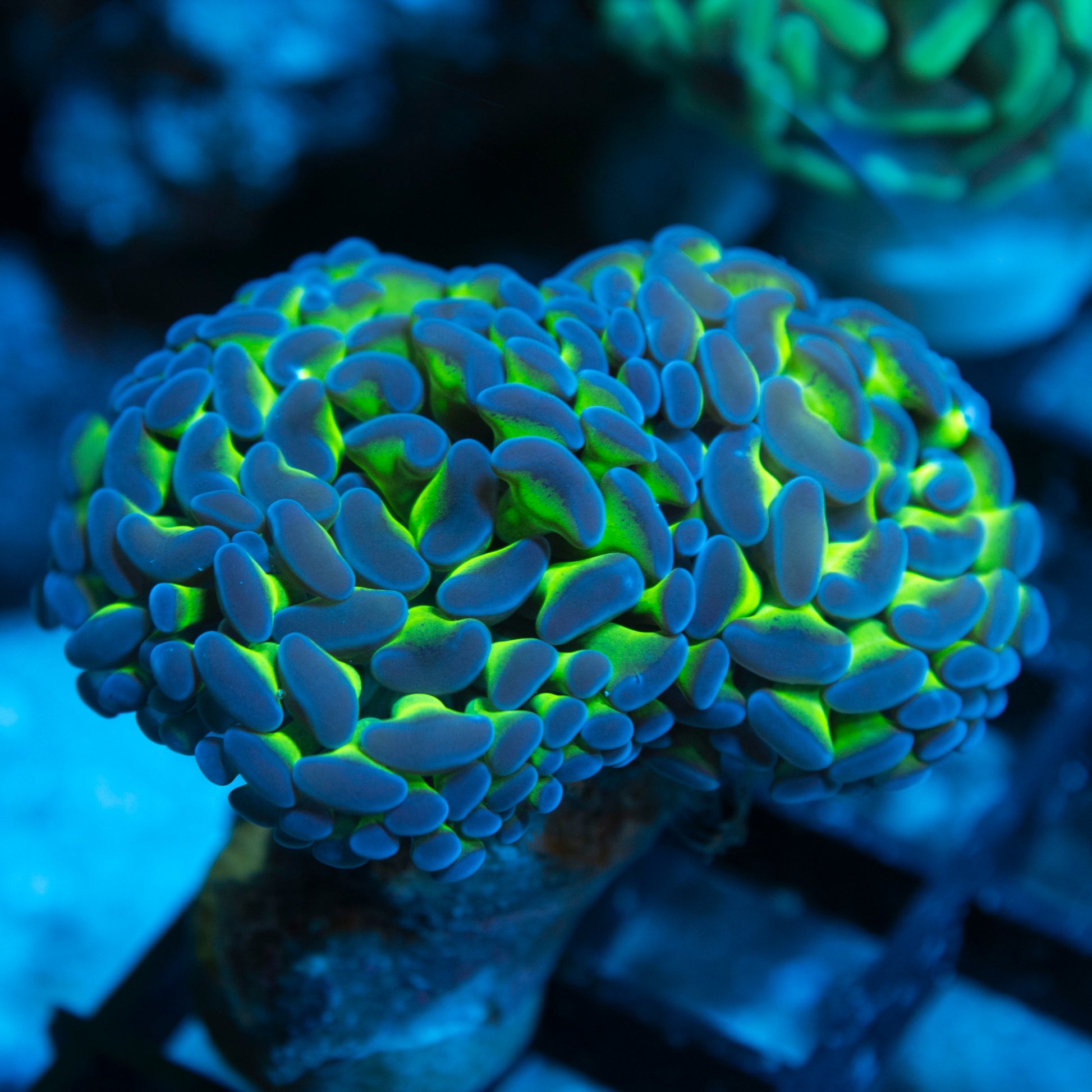 Purple Tip Aussie Hammer live coral for saltwater reef aquarium