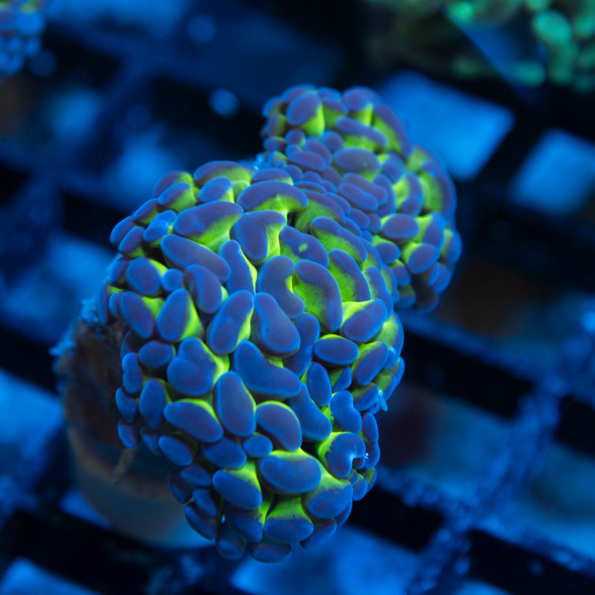 Purple Tip Aussie Hammer live coral for saltwater reef aquarium