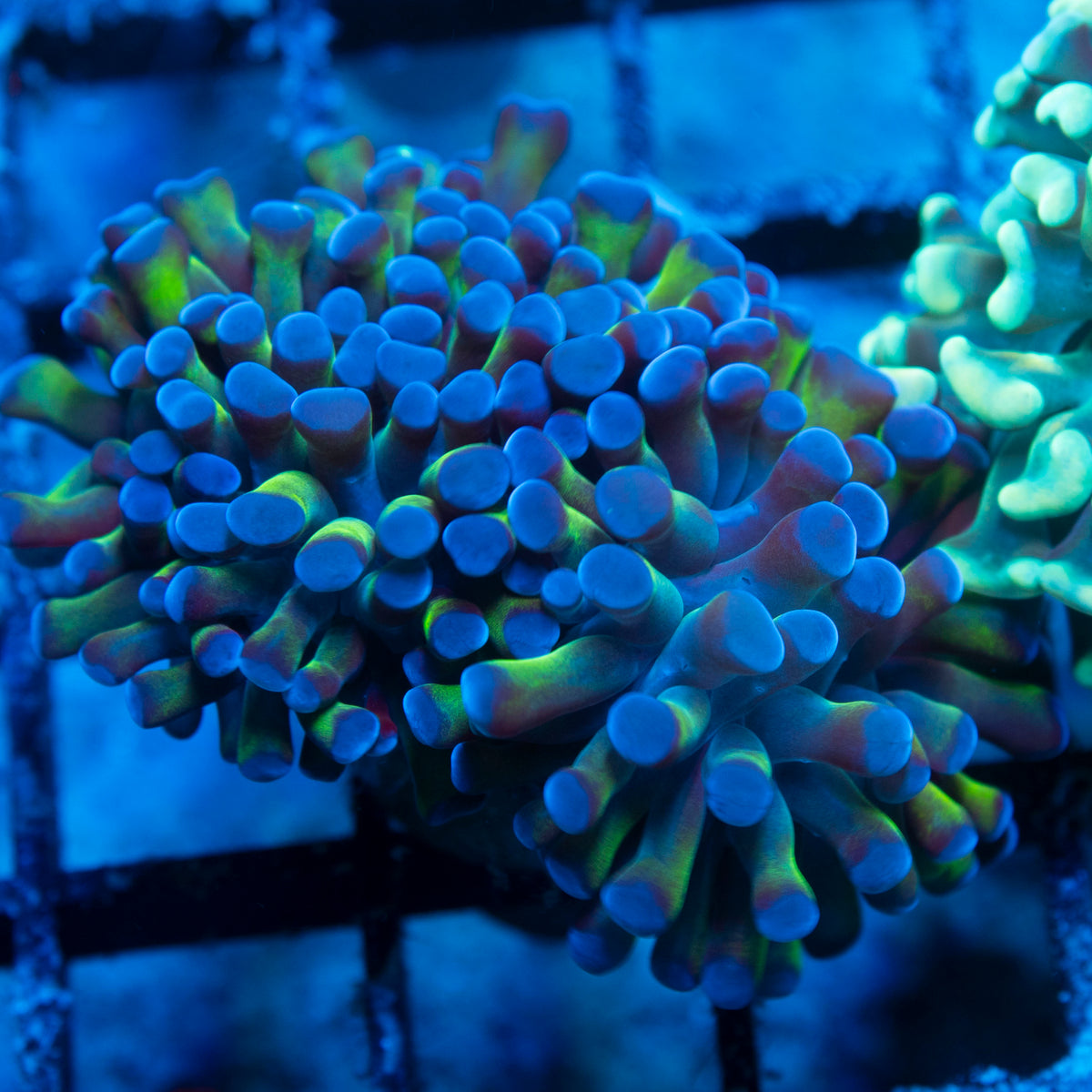 Purple Tip Hammer live reef coral - AquaGemCorals