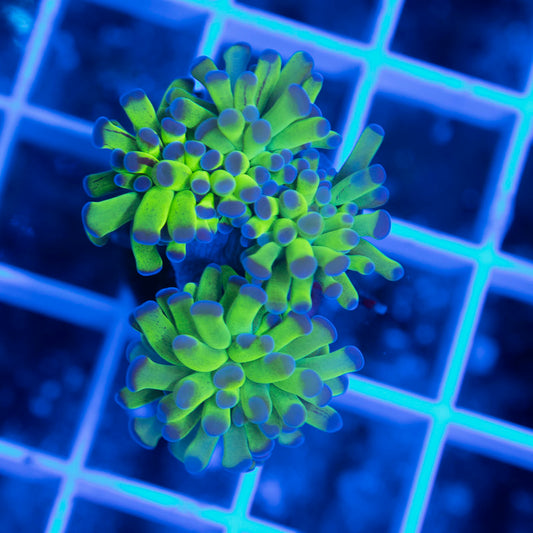 Purple Tip Reverse Hammer - AquaGemCorals