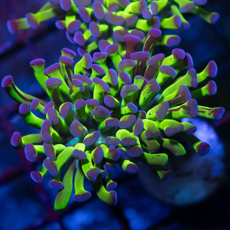Purple Tip Reverse Hammer - AquaGemCorals