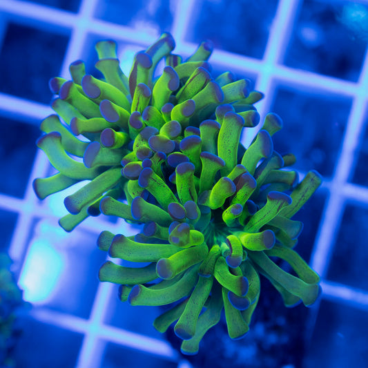 Purple Tip Reverse Hammer - AquaGemCorals