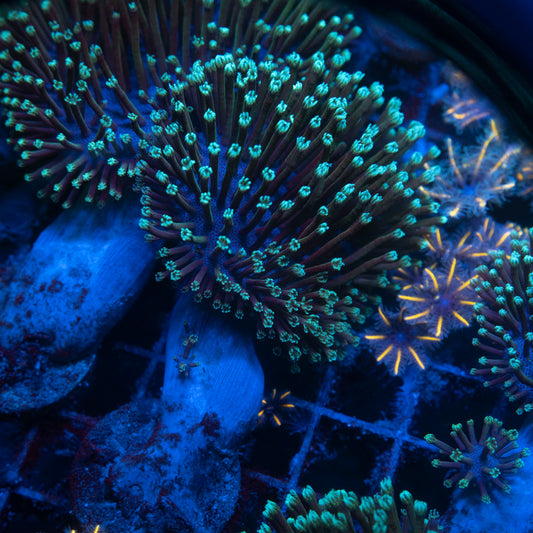 Purple Toadstool