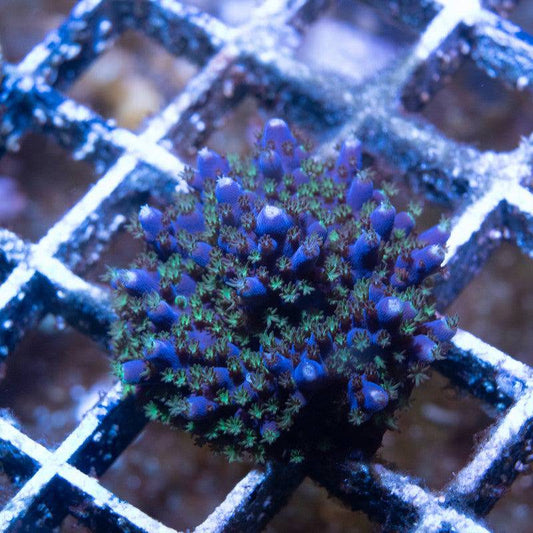 Purple haze Acropora - AquaGemCorals