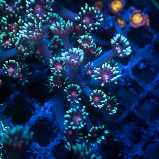 Radioactive Blueberries Goniopora