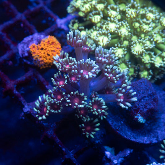 Radioactive Blueberries Goniopora