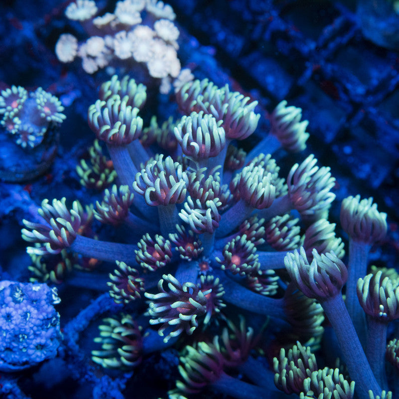 Radioactive Blueberries Goniopora