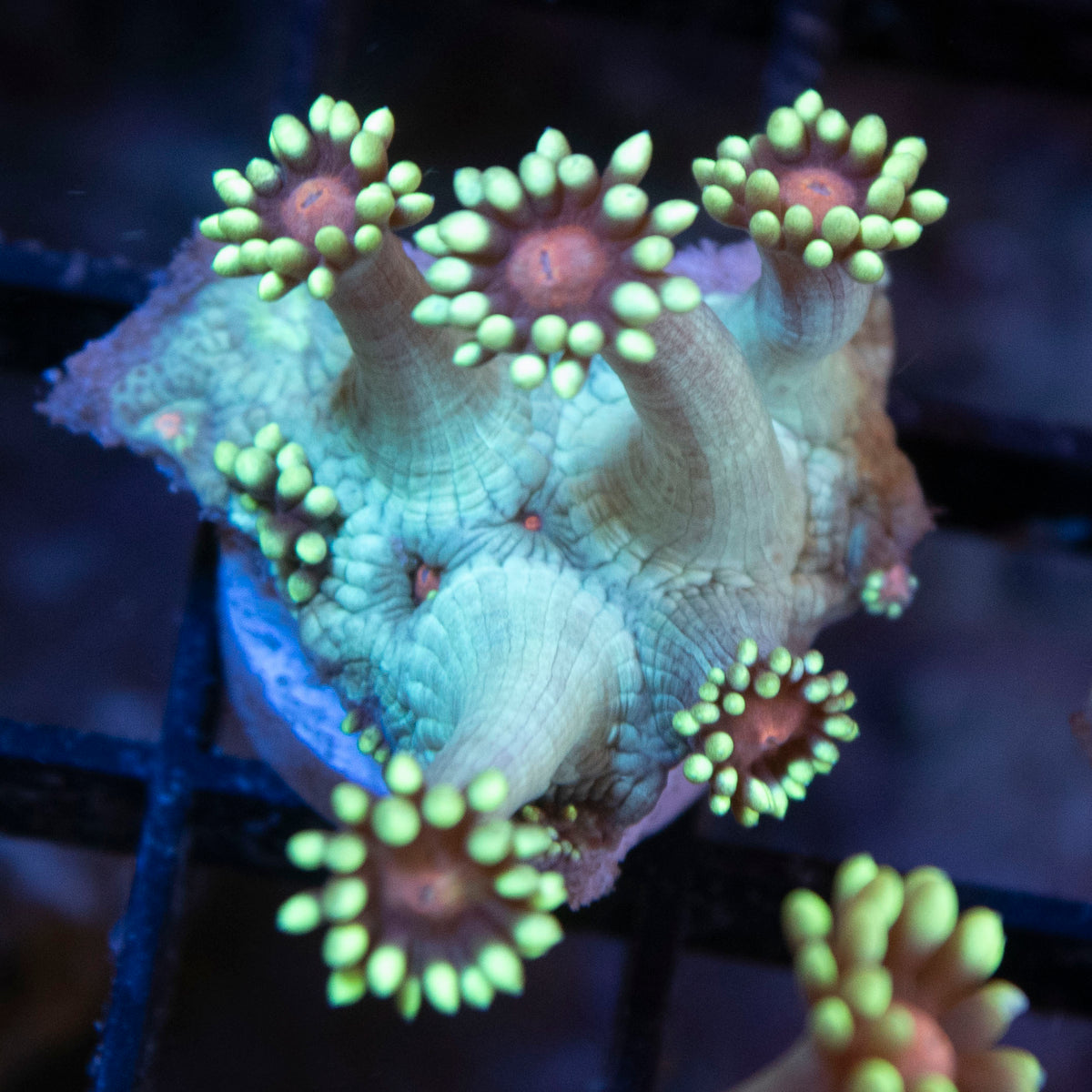 Radioactive Blueberry Goniopora coral frag from AquaGem Corals