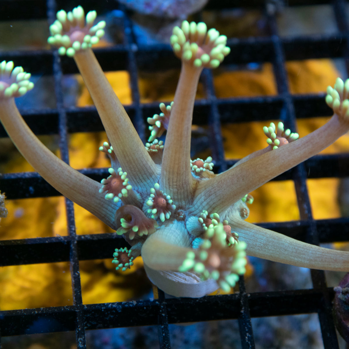 Radioactive Blueberry Goniopora coral frag from AquaGem Corals