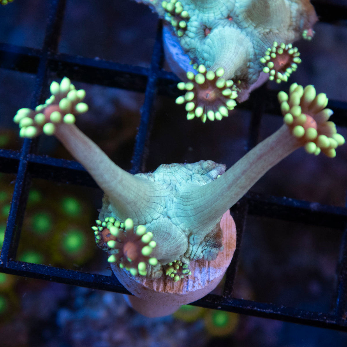 Radioactive Blueberry Goniopora coral frag from AquaGem Corals