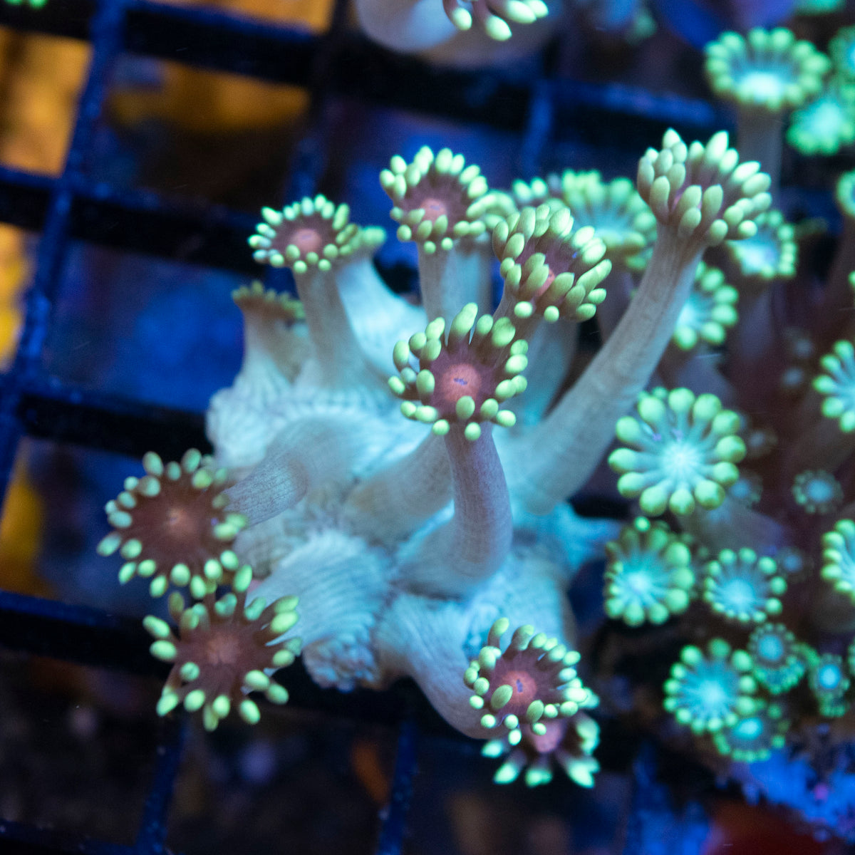 Radioactive Blueberry Goniopora coral frag from AquaGem Corals