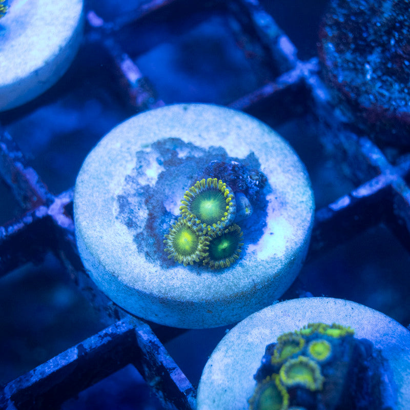 Radioactive Dragon Eye Zoa - AquaGemCorals