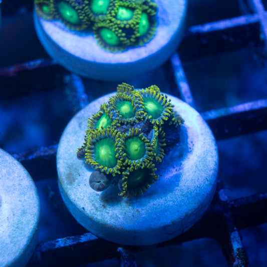 Radioactive Dragon Eye Zoa - AquaGemCorals