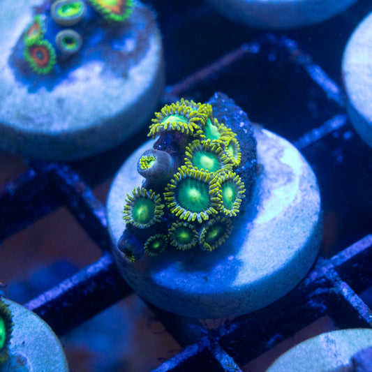 Radioactive Dragon Eye Zoa - AquaGemCorals