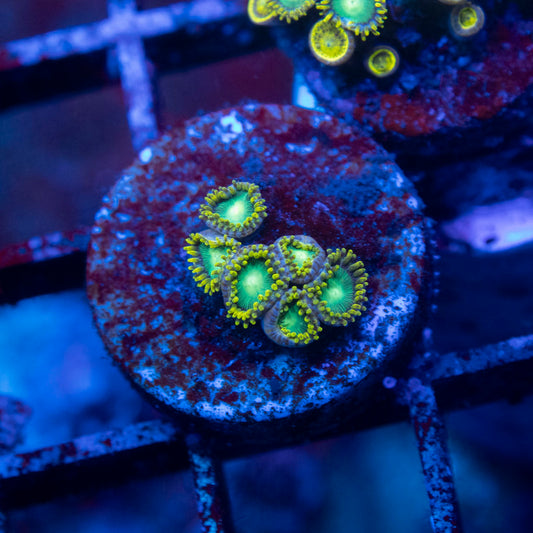 Radioactive Dragon Eye Zoa