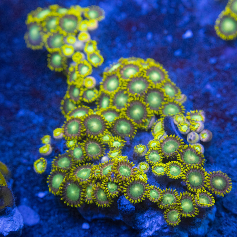 Radioactive Dragon Eye Zoa Colony WYSIWYG live coral for sale at AquaGemCorals