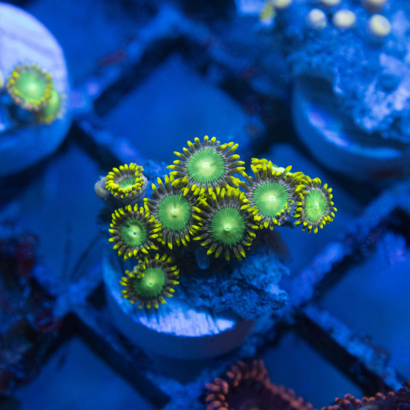 Radioactive Dragon Eye Zoa WYSIWYG live coral for sale at AquaGemCorals