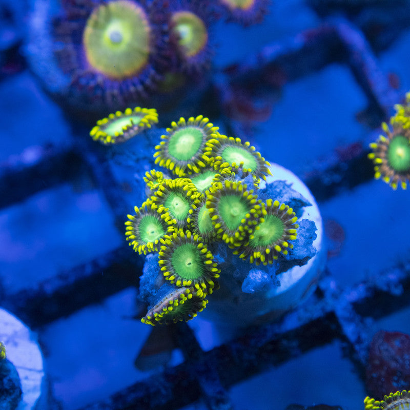 Radioactive Dragon Eye Zoa WYSIWYG live coral for sale at AquaGemCorals