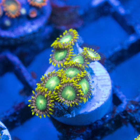 Radioactive Dragon Eye Zoa WYSIWYG live coral for sale at AquaGemCorals