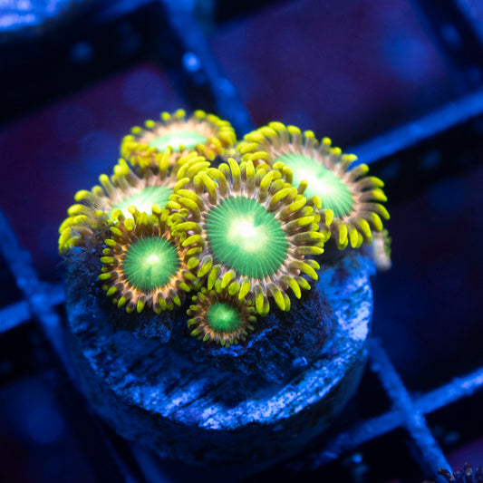 Radioactive Dragon Eye Zoas