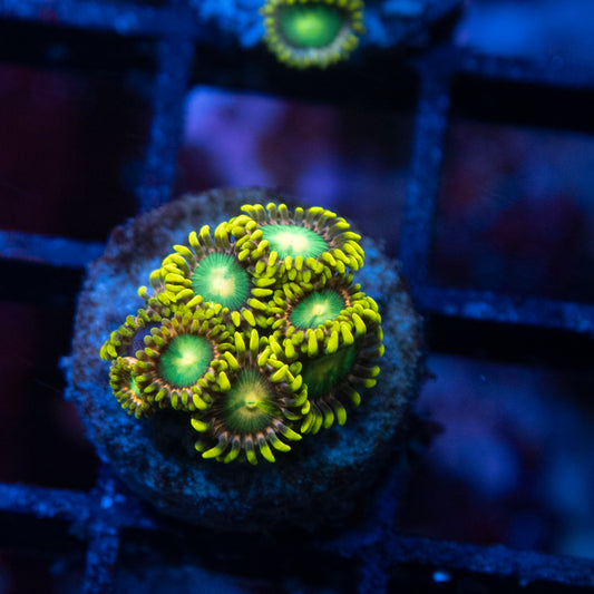 Radioactive Dragon Eye Zoas