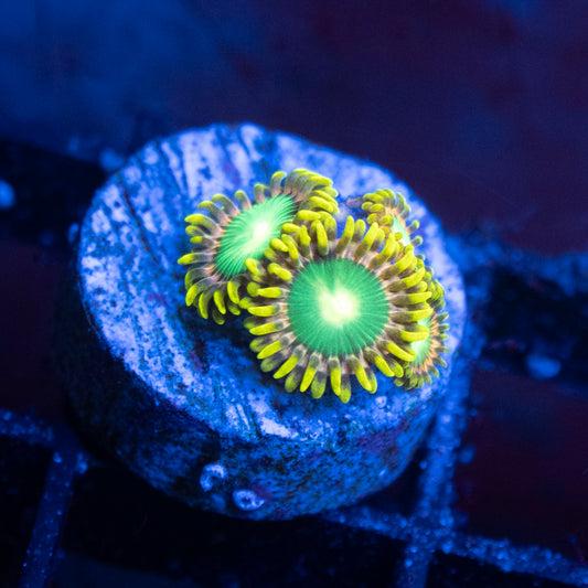 Radioactive Dragon Eye Zoas