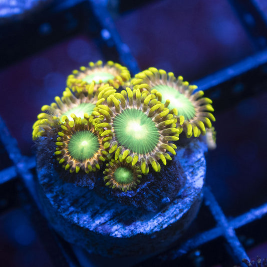 Radioactive Dragon Eye Zoas