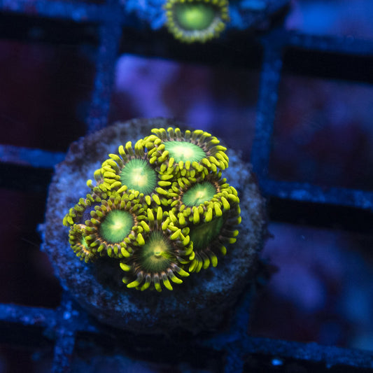 Radioactive Dragon Eye Zoas