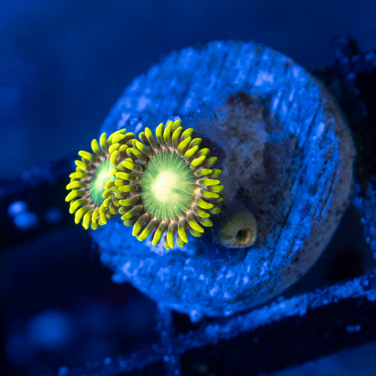 Radioactive Dragon Eye Zoas