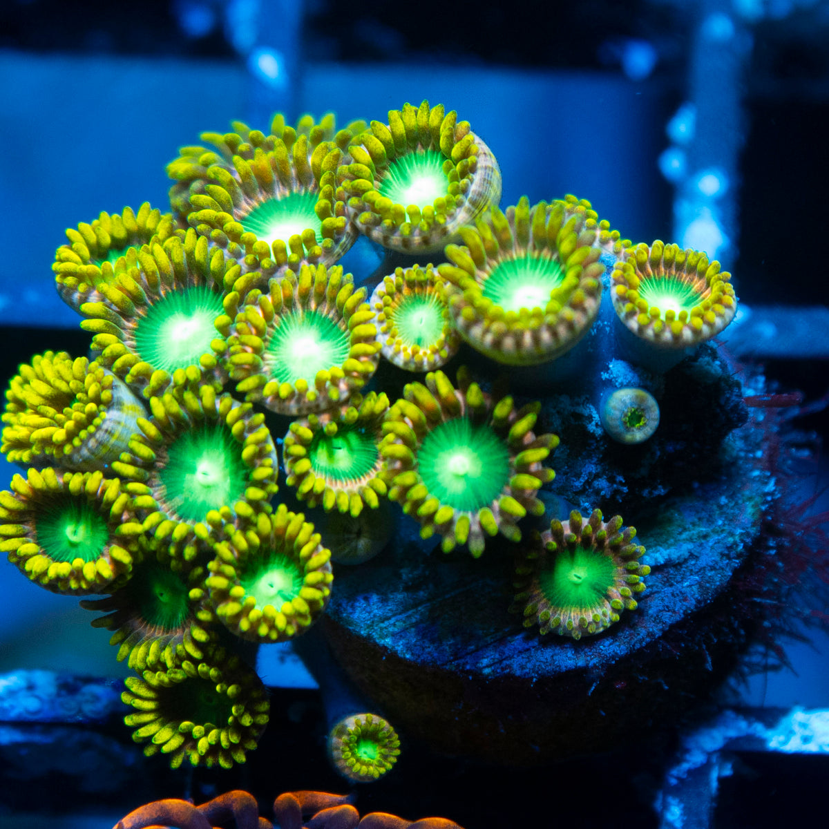 Radioactive Dragon Eyes Zoa live reef coral - AquaGemCorals