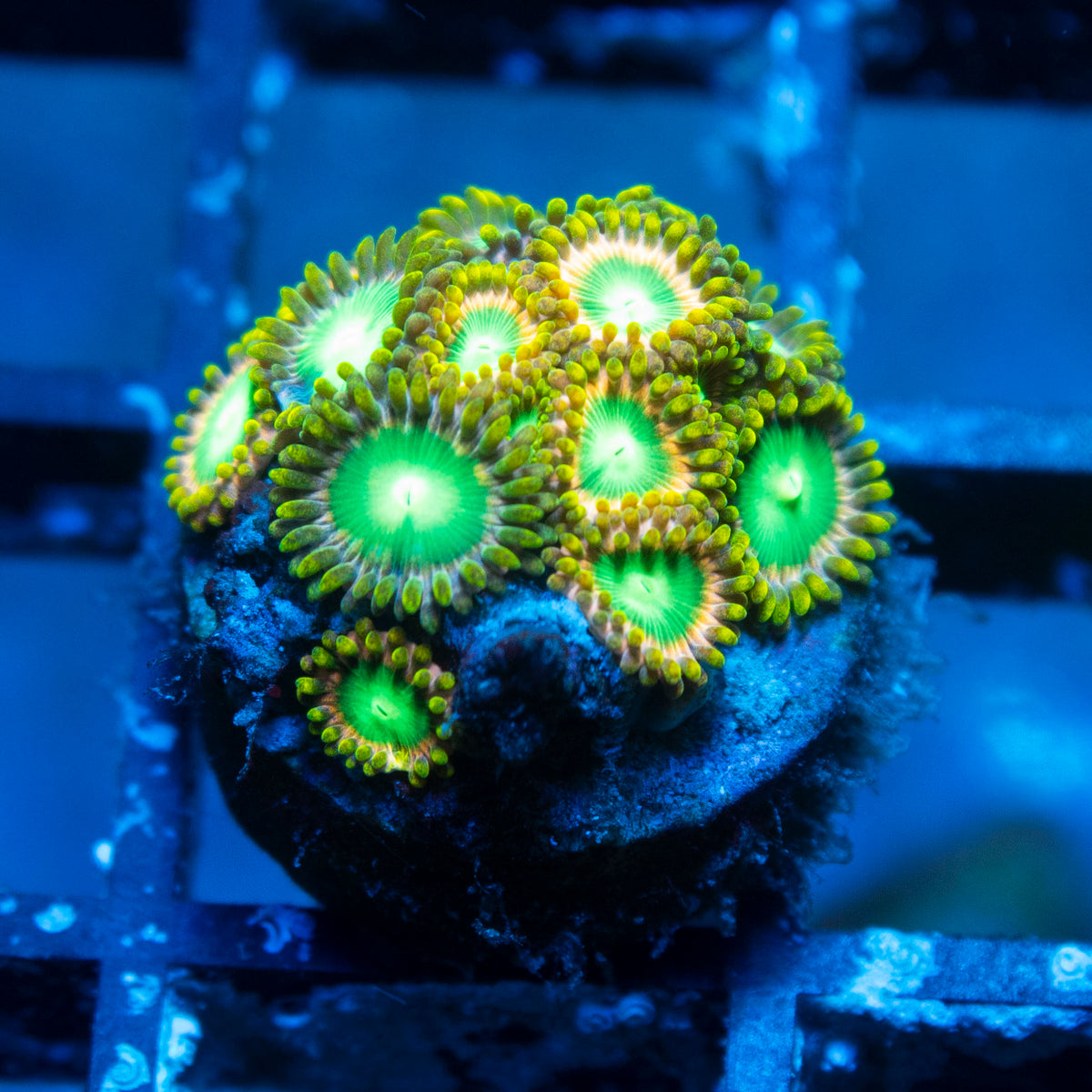 Radioactive Dragon Eyes Zoa live reef coral - AquaGemCorals