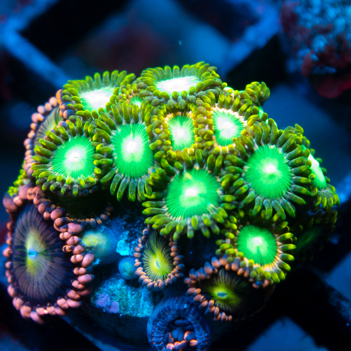 Radioactive Dragon Eyes Zoa live reef coral - AquaGemCorals