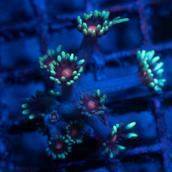 Radioactive Blueberry Goni