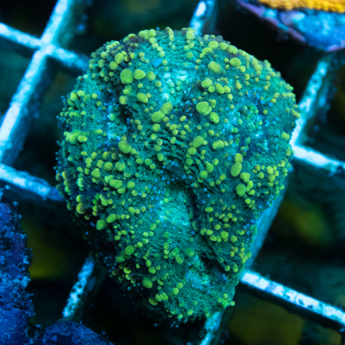 Radioactive Reef Acan Enchinata coral frag from AquaGem Corals