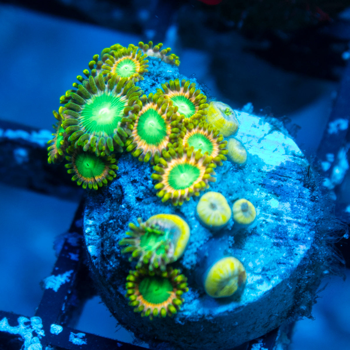 Radioactive Dragon Eyes Zoa