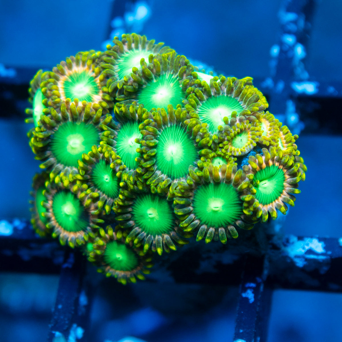 Radioactive Dragon Eyes Zoa