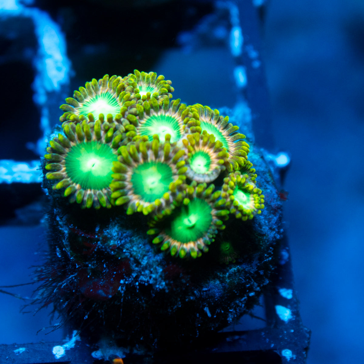Radioactive Dragon Eyes Zoa