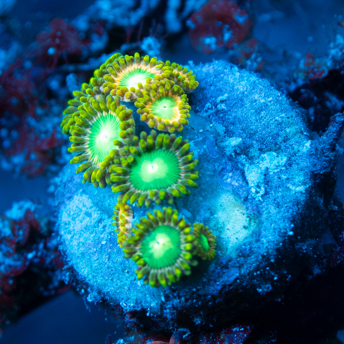 Radioactive Dragon Eyes Zoa