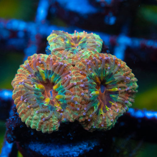 Rainbow Acan (2) WYSIWYG coral from AquaGemCorals