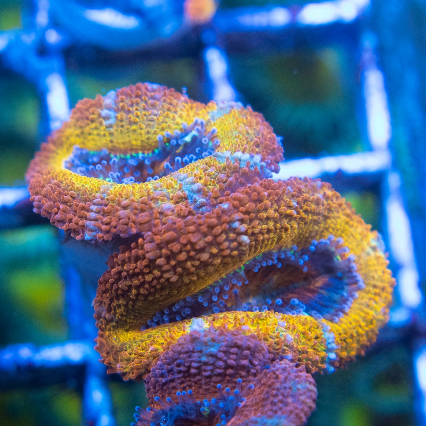 Rainbow Acan