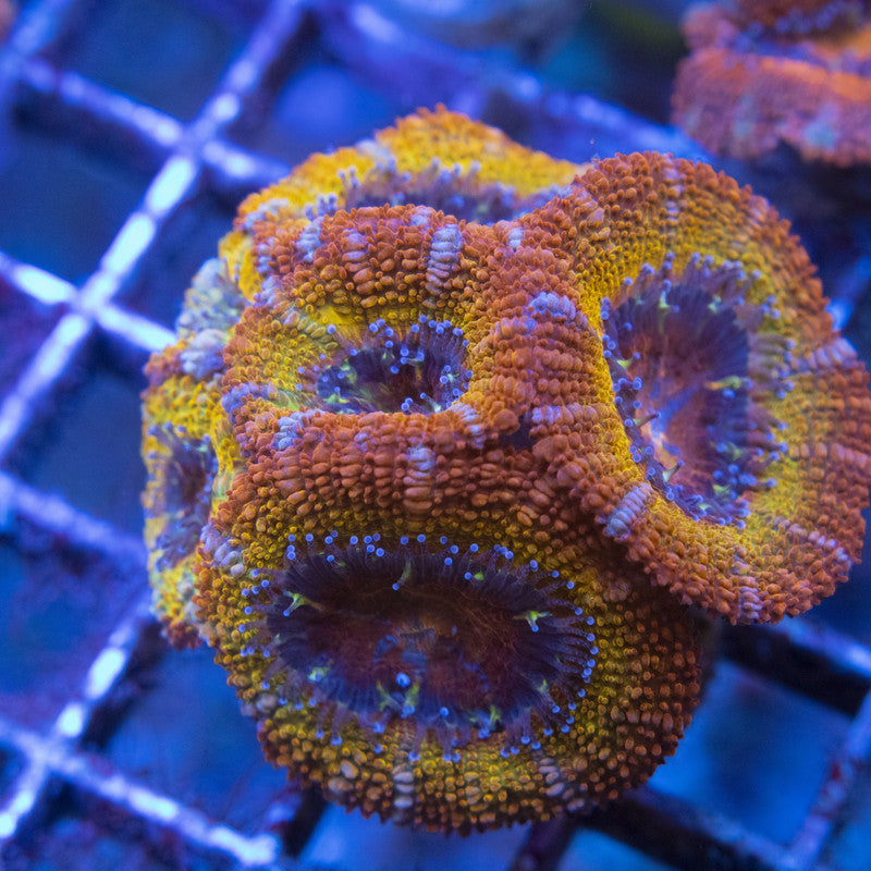 Rainbow Acan WYSIWYG live coral for sale at AquaGemCorals