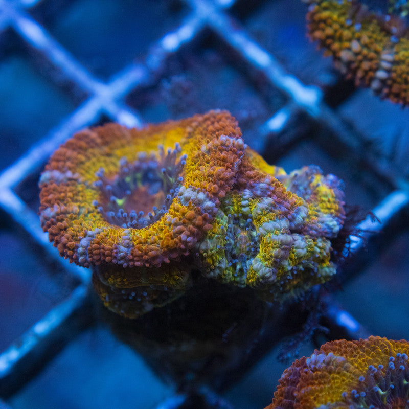 Rainbow Acan WYSIWYG live coral for sale at AquaGemCorals